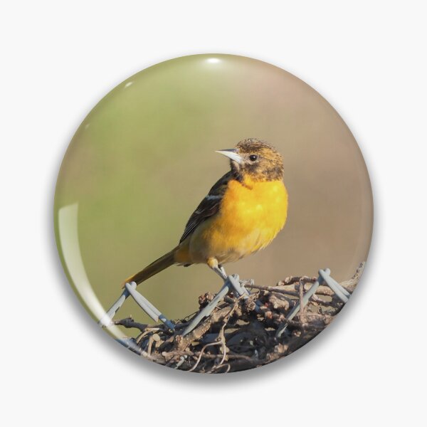 Item preview, Oriole Perched On a Fence designed and sold by BackyardBirder.