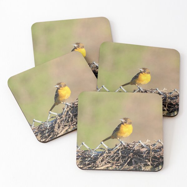 Item preview, Oriole Perched On a Fence designed and sold by BackyardBirder.