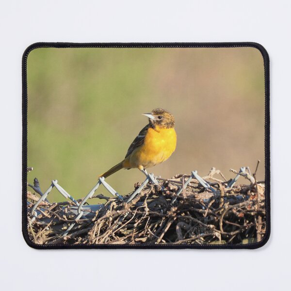 Item preview, Oriole Perched On a Fence designed and sold by BackyardBirder.
