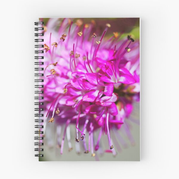 Item preview, Natures Pink White Hebe Flower designed and sold by Joy Watson - Natural Light Photography .