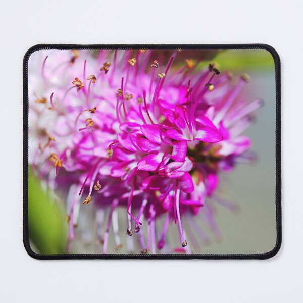 Item preview, Natures Pink White Hebe Flower designed and sold by Joy Watson - Natural Light Photography .