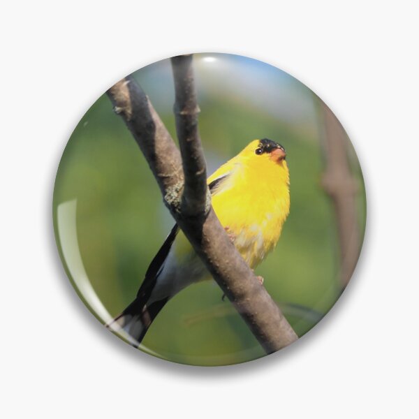Item preview, American Goldfinch Perched On a Tree Branch designed and sold by BackyardBirder.