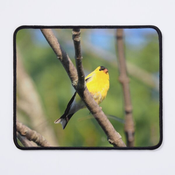 Item preview, American Goldfinch Perched On a Tree Branch designed and sold by BackyardBirder.