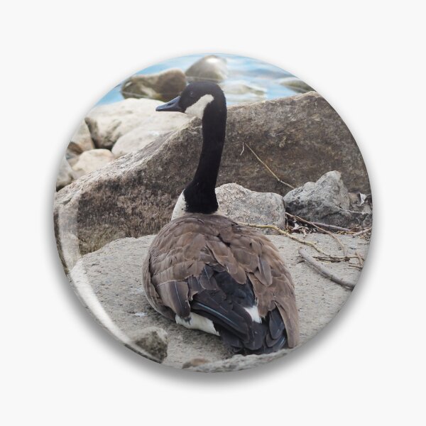 Item preview, Canada Goose Resting On a Rock designed and sold by BackyardBirder.