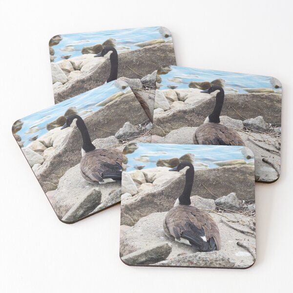 Item preview, Canada Goose Resting On a Rock designed and sold by BackyardBirder.