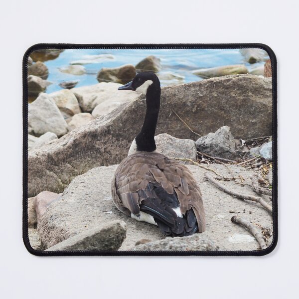 Item preview, Canada Goose Resting On a Rock designed and sold by BackyardBirder.
