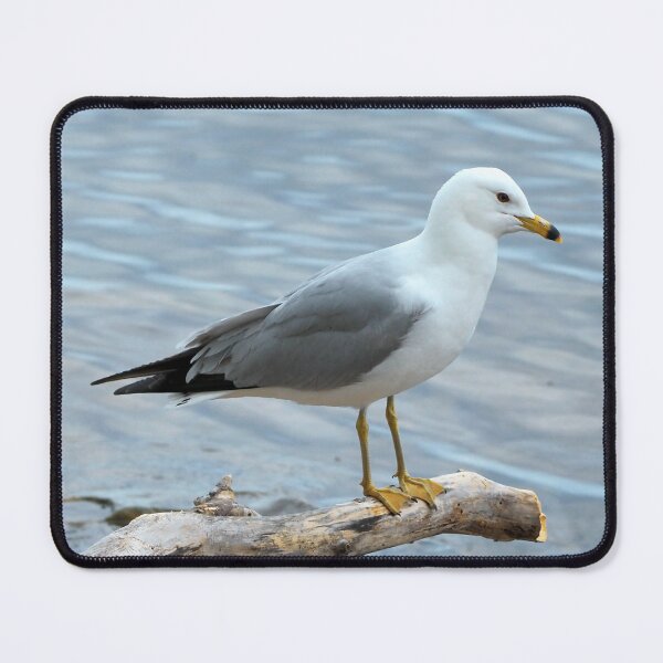 Item preview, Gull Perched On a Log By The Water designed and sold by BackyardBirder.