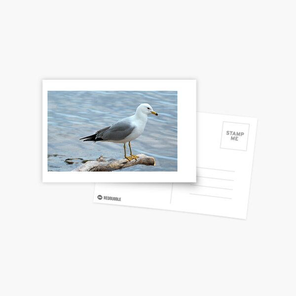 Item preview, Gull Perched On a Log By The Water designed and sold by BackyardBirder.