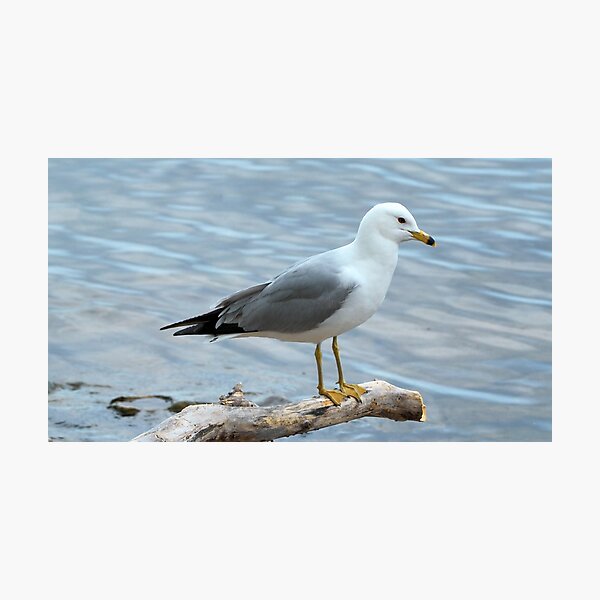 Item preview, Gull Perched On a Log By The Water designed and sold by BackyardBirder.