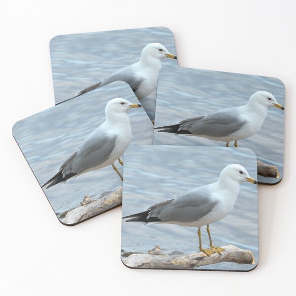 Item preview, Gull Perched On a Log By The Water designed and sold by BackyardBirder.