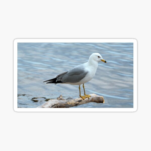 Item preview, Gull Perched On a Log By The Water designed and sold by BackyardBirder.