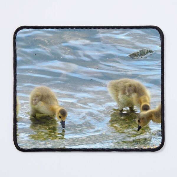 Item preview, Goslings Pecking at The Water designed and sold by BackyardBirder.