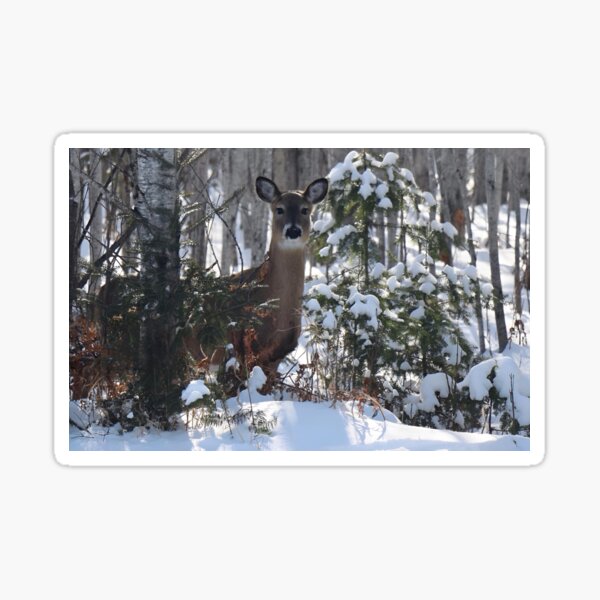 Item preview, Wintertime Deer designed and sold by passion4photos.