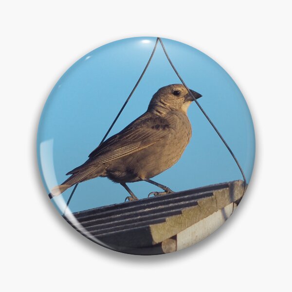 Item preview, Female Brown-headed Cowbird Resting on My Bird Feeder designed and sold by BackyardBirder.