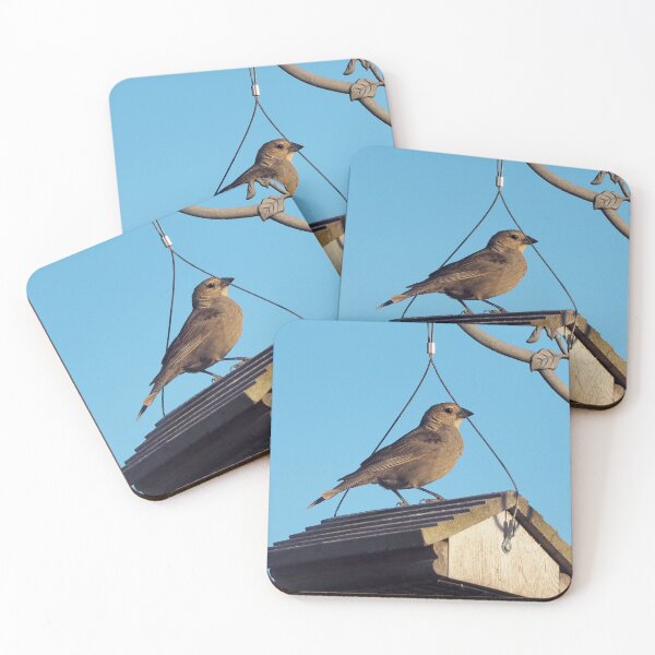 Item preview, Female Brown-headed Cowbird Resting on My Bird Feeder designed and sold by BackyardBirder.
