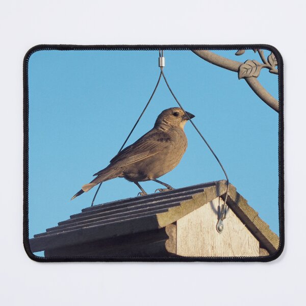 Item preview, Female Brown-headed Cowbird Resting on My Bird Feeder designed and sold by BackyardBirder.