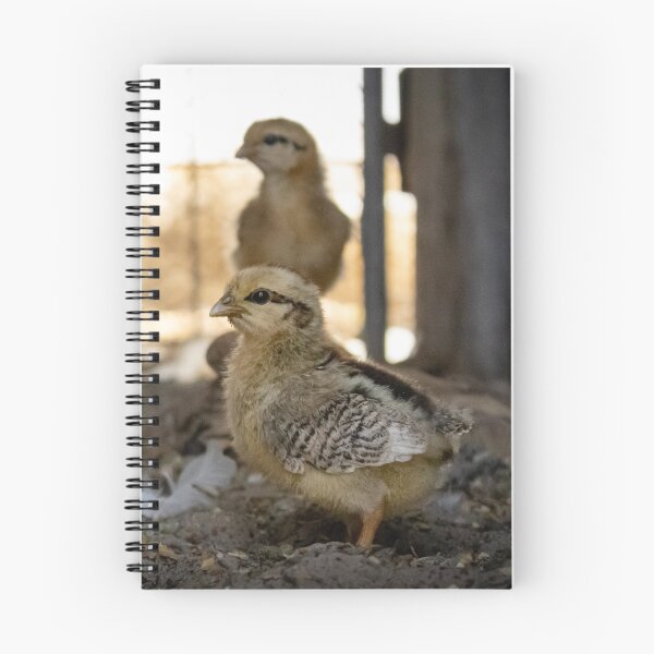 Item preview, Baby Chicks. designed and sold by Kate4721.
