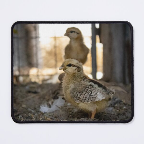Item preview, Baby Chicks. designed and sold by Kate4721.