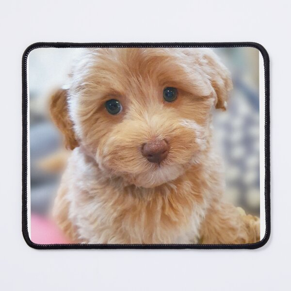 Item preview, Happiness is a Warm Puppy  designed and sold by JessicaKeegan.