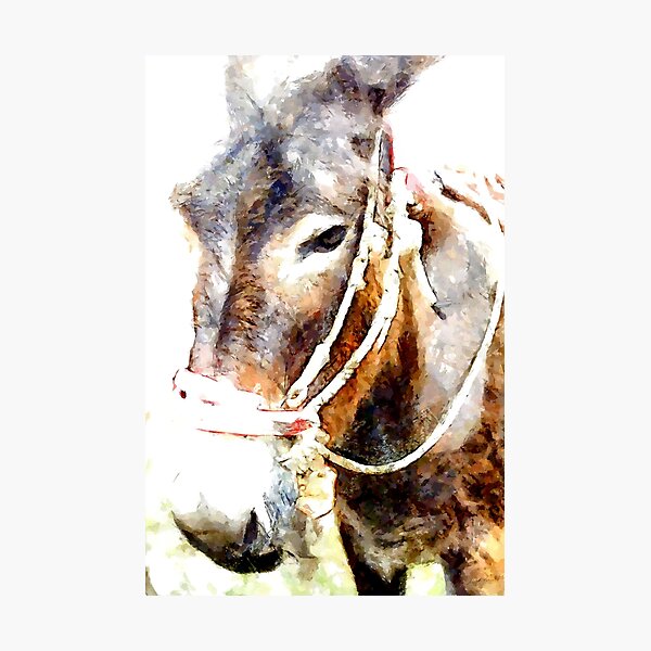 Muzzle of donkey Photographic Print