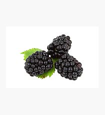 Blue Berry Photographic Print