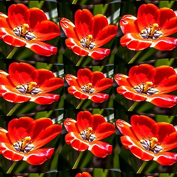 Artwork thumbnail, Red Tulips Pattern by Patternflower