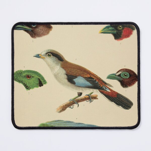 Item preview, Classical Zoological Ornithology Illustration designed and sold by InnerCitadel.