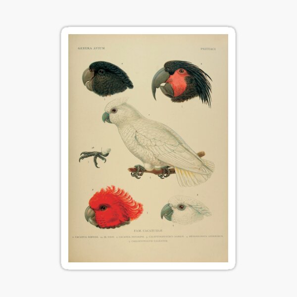 Artikel-Vorschau von Vintage Kakadu Ornithologie Zoologische Illustration, designt und verkauft von InnerCitadel.