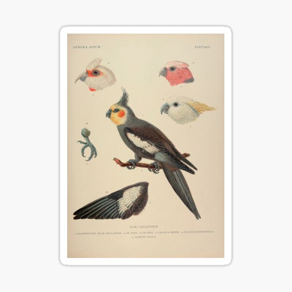 Artikel-Vorschau von Vintage Kakadu Ornithologie Zoologische Illustration, designt und verkauft von InnerCitadel.