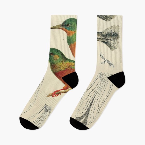 Item preview, Vintage Jacamar Ornithology Zoological Illustration designed and sold by InnerCitadel.