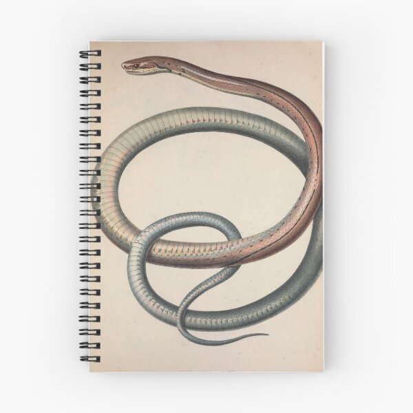 Item preview, Vintage Zoological Print Indonesian Ratsnake designed and sold by InnerCitadel.
