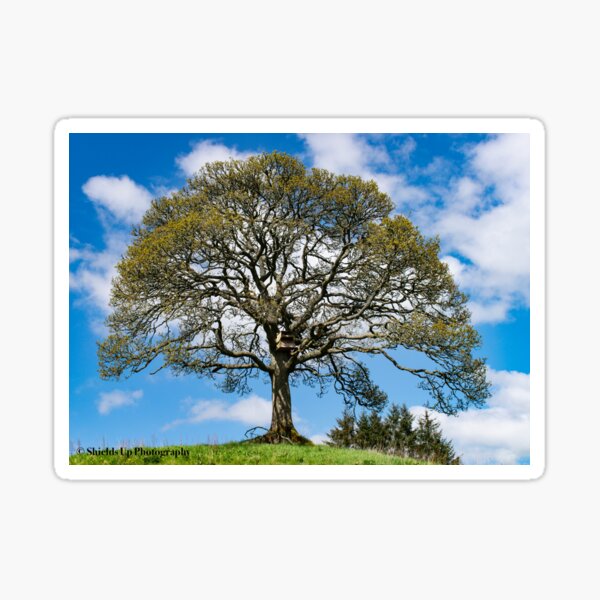 Lone Tree Stickers for Sale | Redbubble