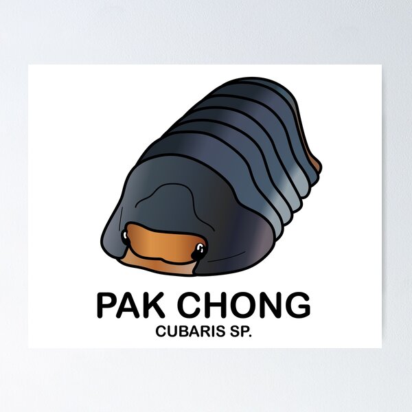 Item preview,  Cubaris Sp. 'Pak Chong' designed and sold by ArmadilloPods.