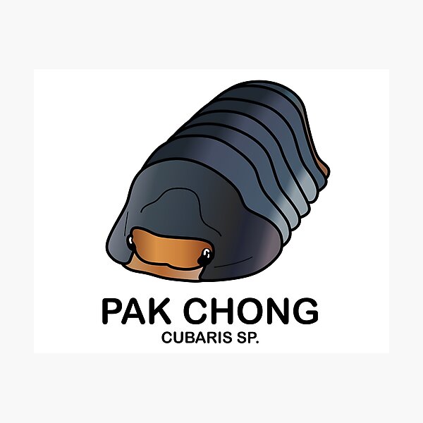 Item preview,  Cubaris Sp. 'Pak Chong' designed and sold by ArmadilloPods.
