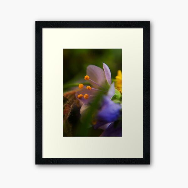 Palette (from wild flowers collection) Framed Art Print