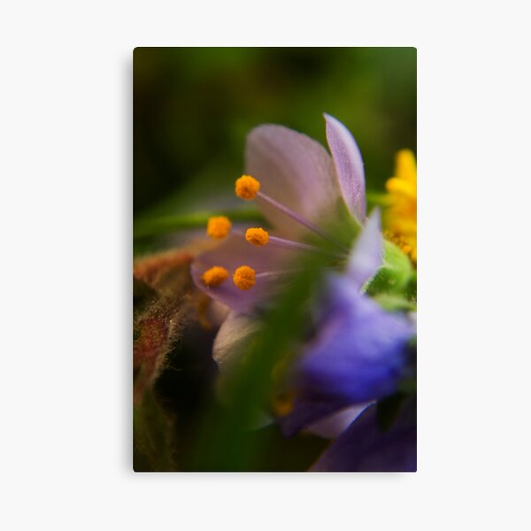 Palette (from wild flowers collection) Canvas Print