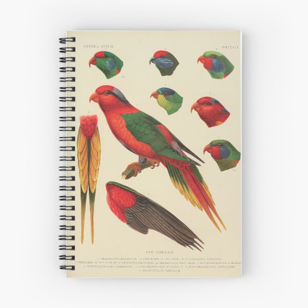 Item preview, Vintage Parrot Scientific Illustration - Zoological Print  designed and sold by InnerCitadel.