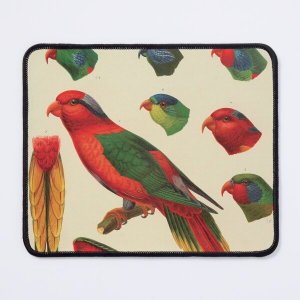 Item preview, Vintage Parrot Scientific Illustration - Zoological Print  designed and sold by InnerCitadel.
