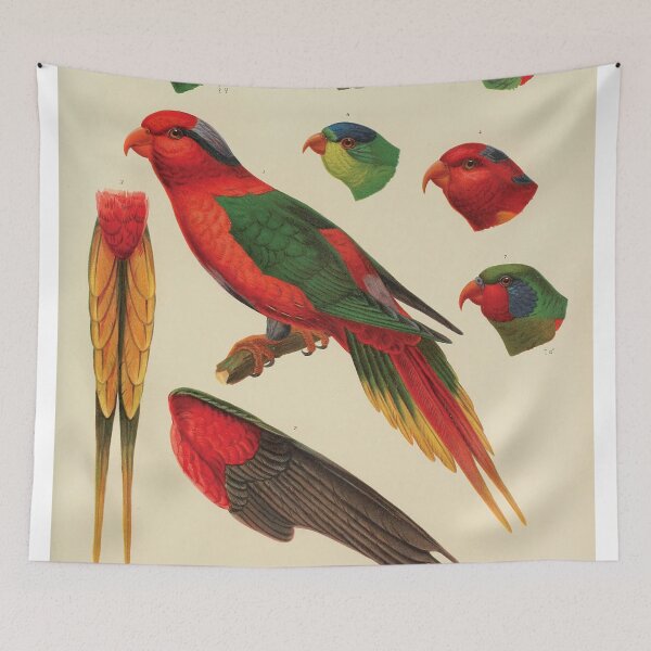 Item preview, Vintage Parrot Scientific Illustration - Zoological Print  designed and sold by InnerCitadel.