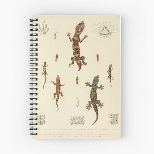 Item preview, Vintage Zoological Print - 19th Century Lizard Illustration designed and sold by InnerCitadel.