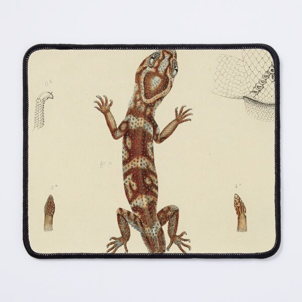 Item preview, Vintage Zoological Print - 19th Century Lizard Illustration designed and sold by InnerCitadel.