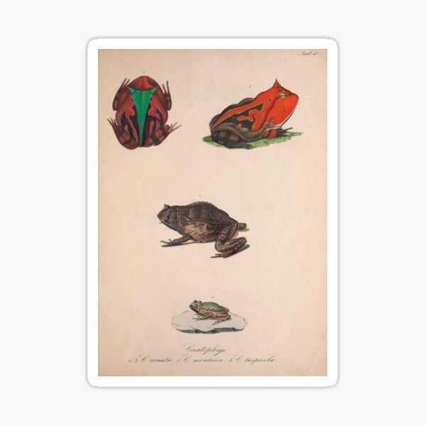 Item preview,  Vintage Scientific Frog Illustration - 19th Century Natural History designed and sold by InnerCitadel.