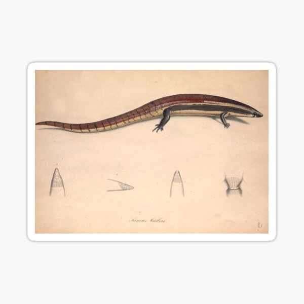 Item preview,  Antique Scientific Illustration of Skink - 19th Century Natural History  designed and sold by InnerCitadel.