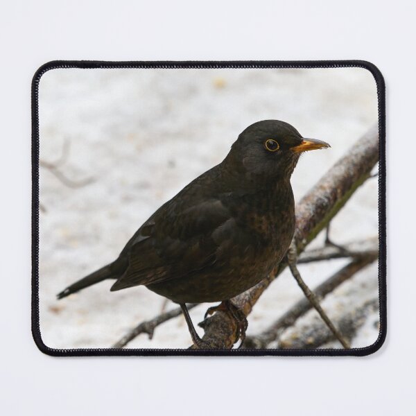 Item preview, Black carrot nose. Common blackbird designed and sold by Jouko Lehto Photography.