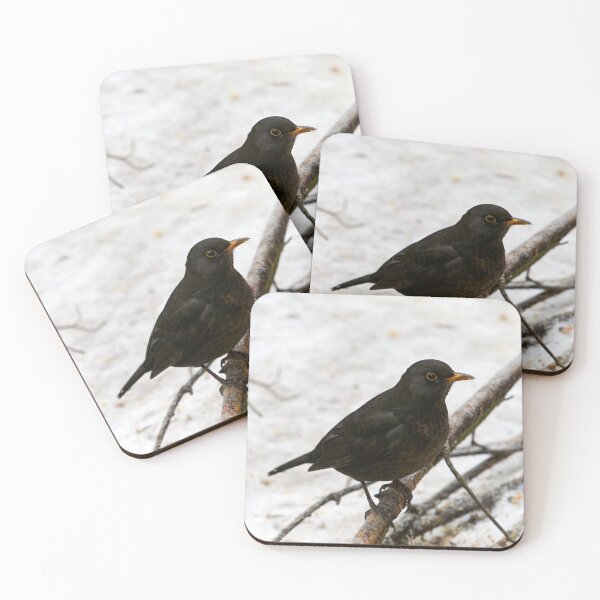 Item preview, Black carrot nose. Common blackbird designed and sold by Jouko Lehto Photography.