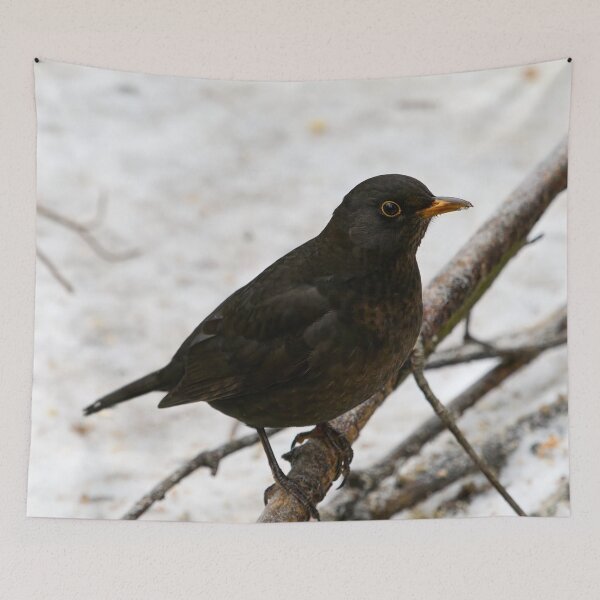 Item preview, Black carrot nose. Common blackbird designed and sold by Jouko Lehto Photography.