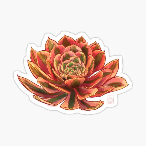 Succulent Jewels: Aeonium Pink Witch Sticker