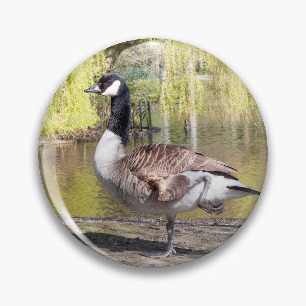 Item preview, Canada Goose by the Pond at Hanley Park designed and sold by David Patterson.