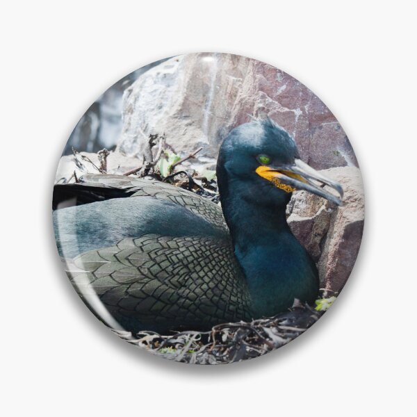 Item preview, Shag Bird Nesting on Rocky Shore at the Farne isles designed and sold by David Patterson.
