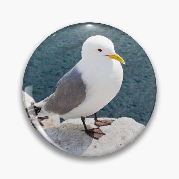 Artikelvorschau, Dreizehenmöwe thront auf der Kante einer Klippe auf den Farne-Inseln entworfen und verkauft von David Patterson.
